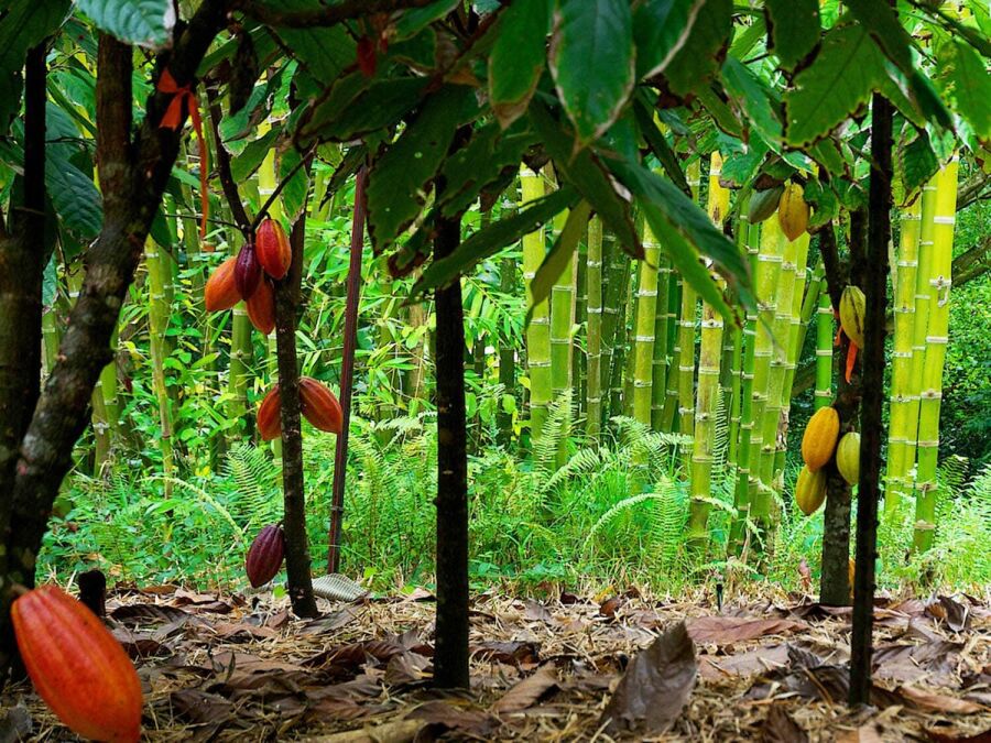 Imagem cacao-forest